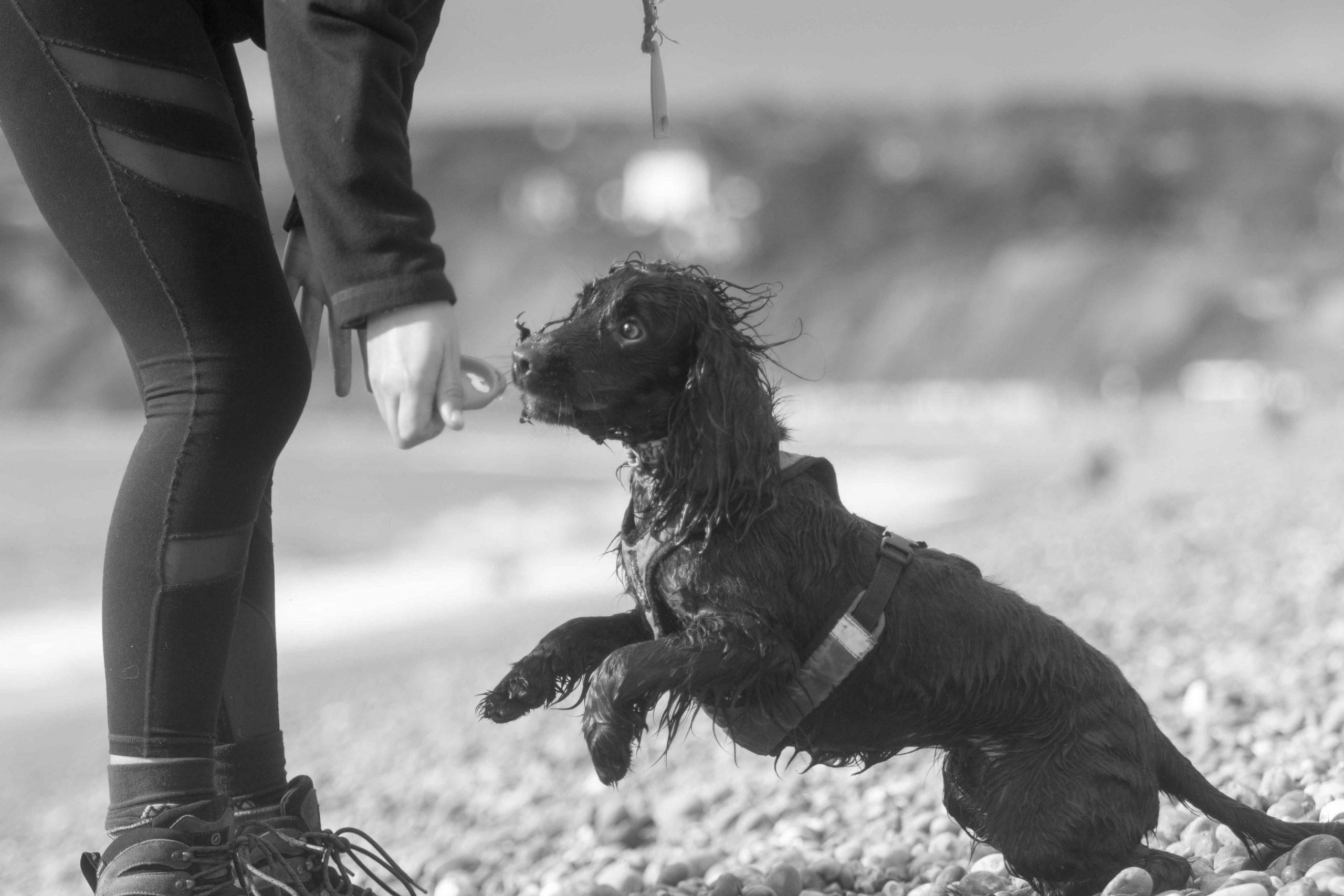 You are currently viewing The Cage Game