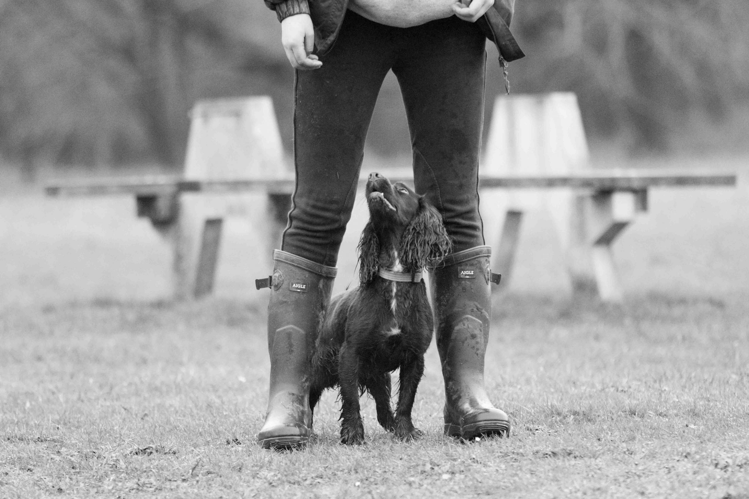 You are currently viewing Collar