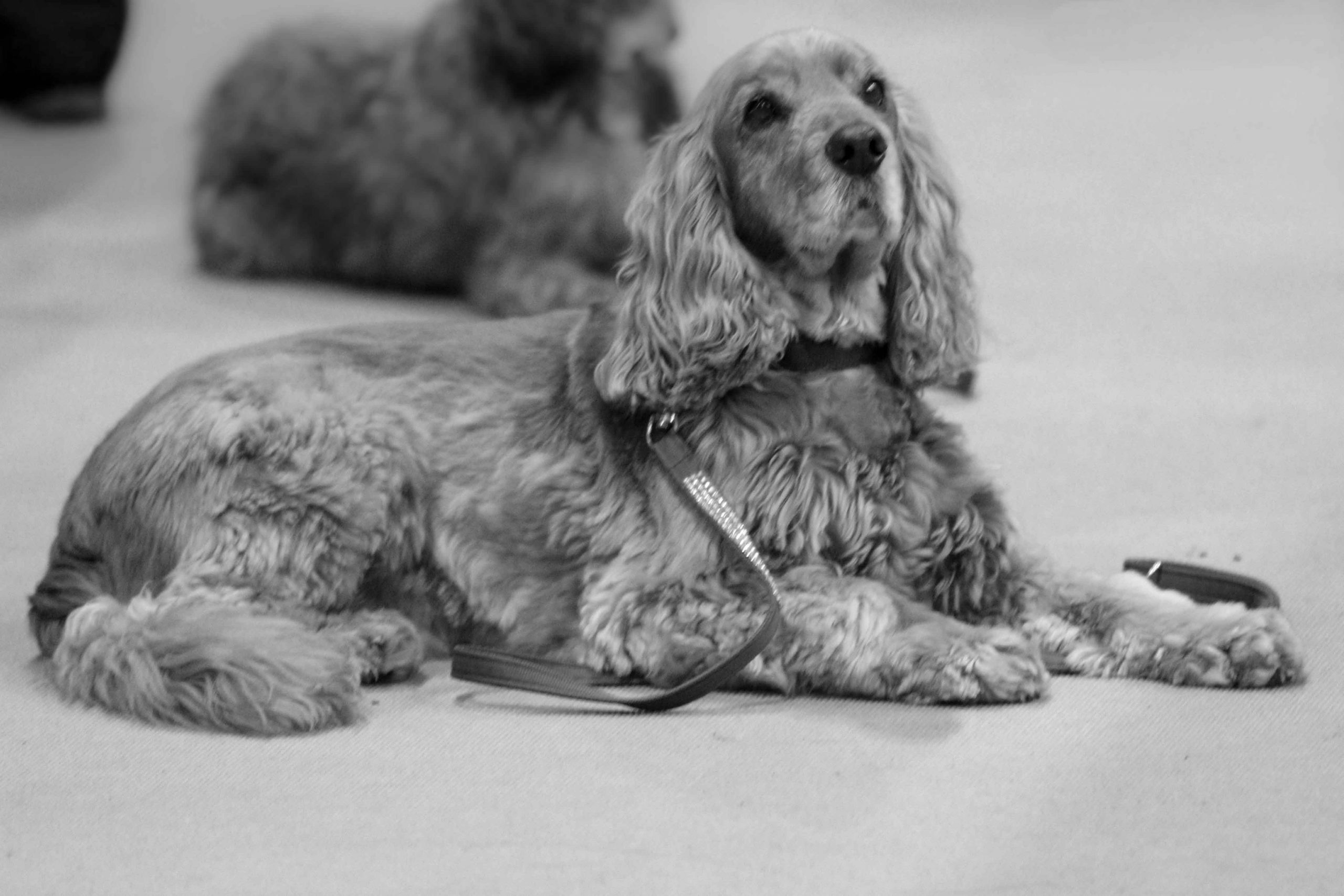 You are currently viewing Eye Contact