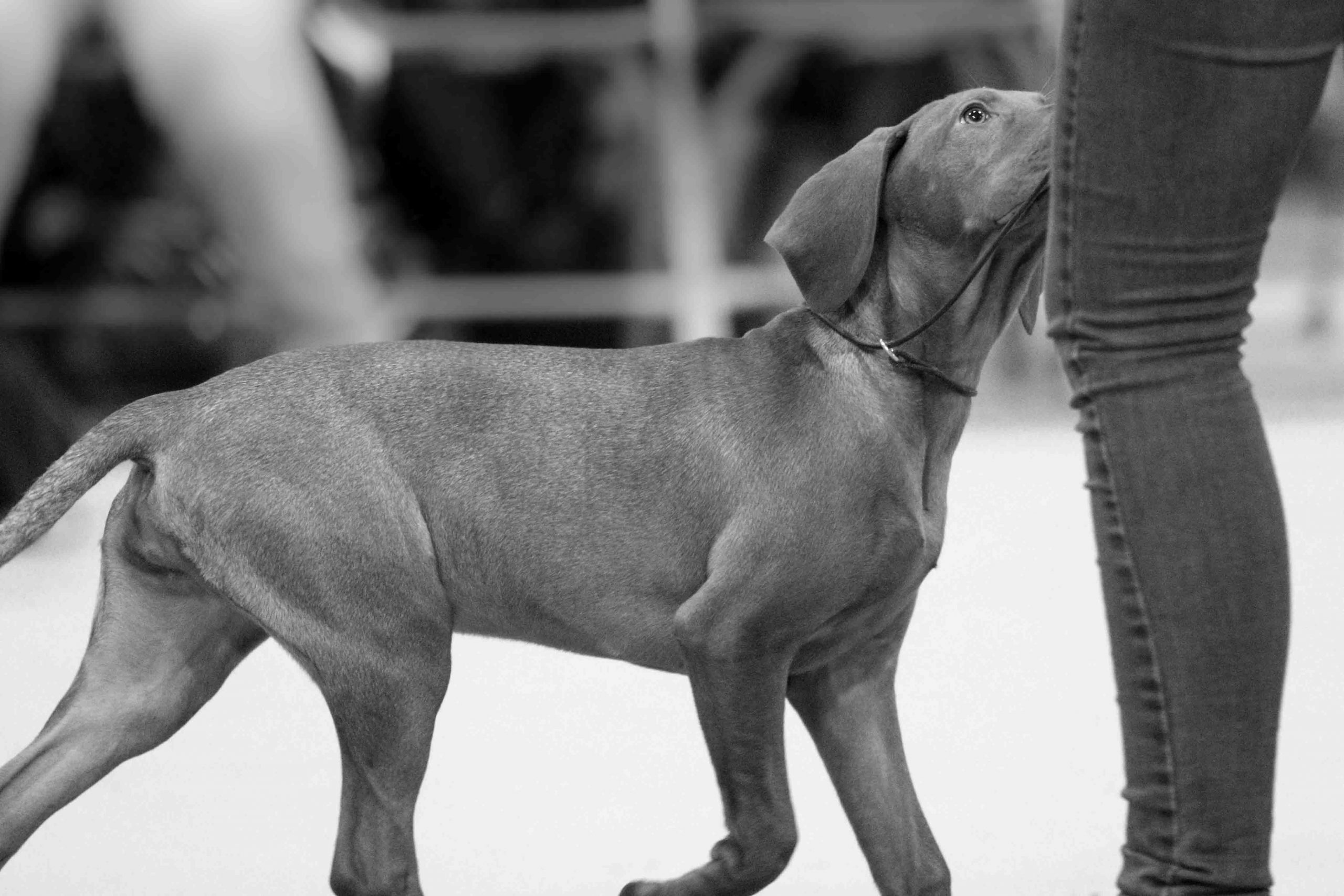 You are currently viewing Hand/Nose Touch