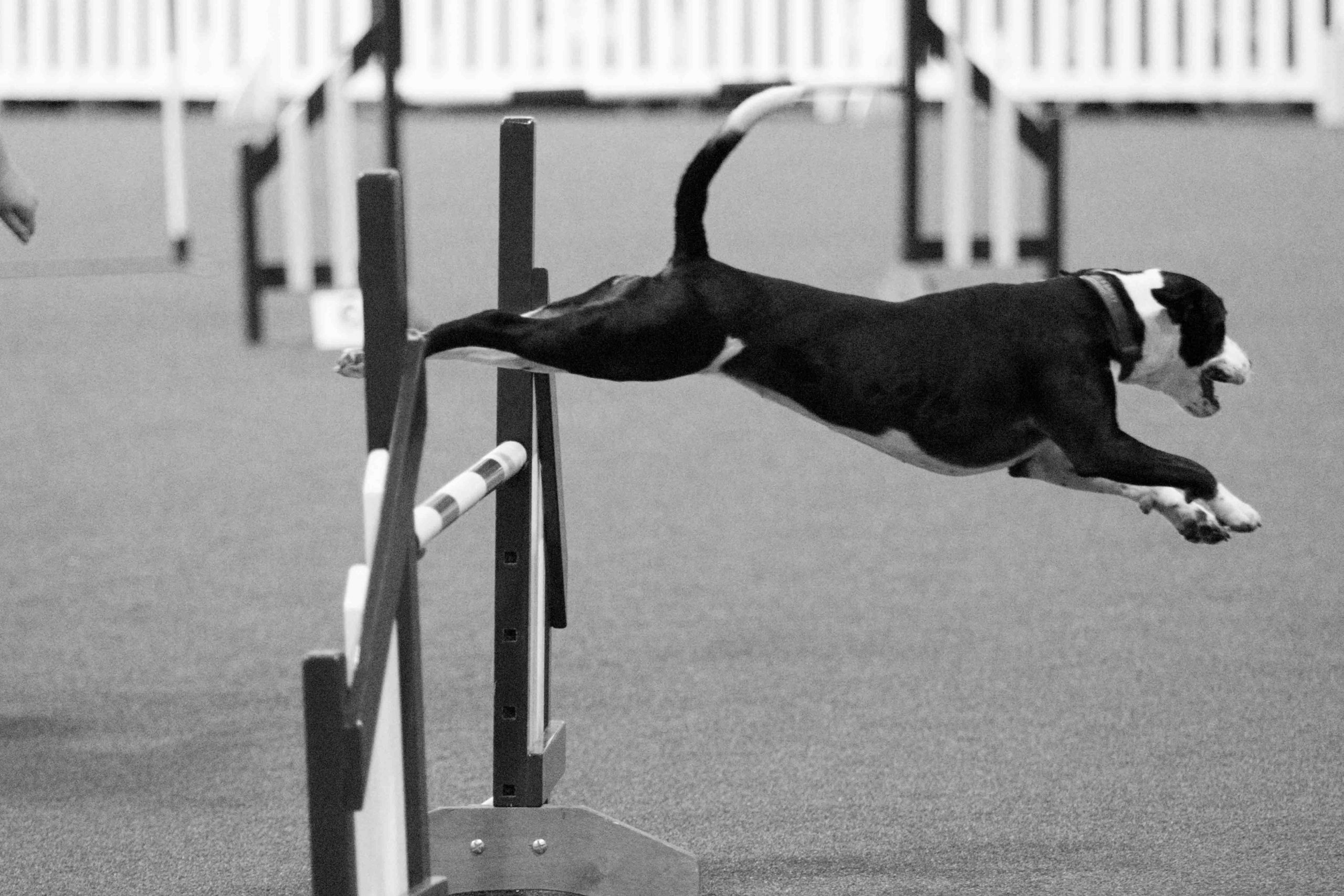 You are currently viewing Catch