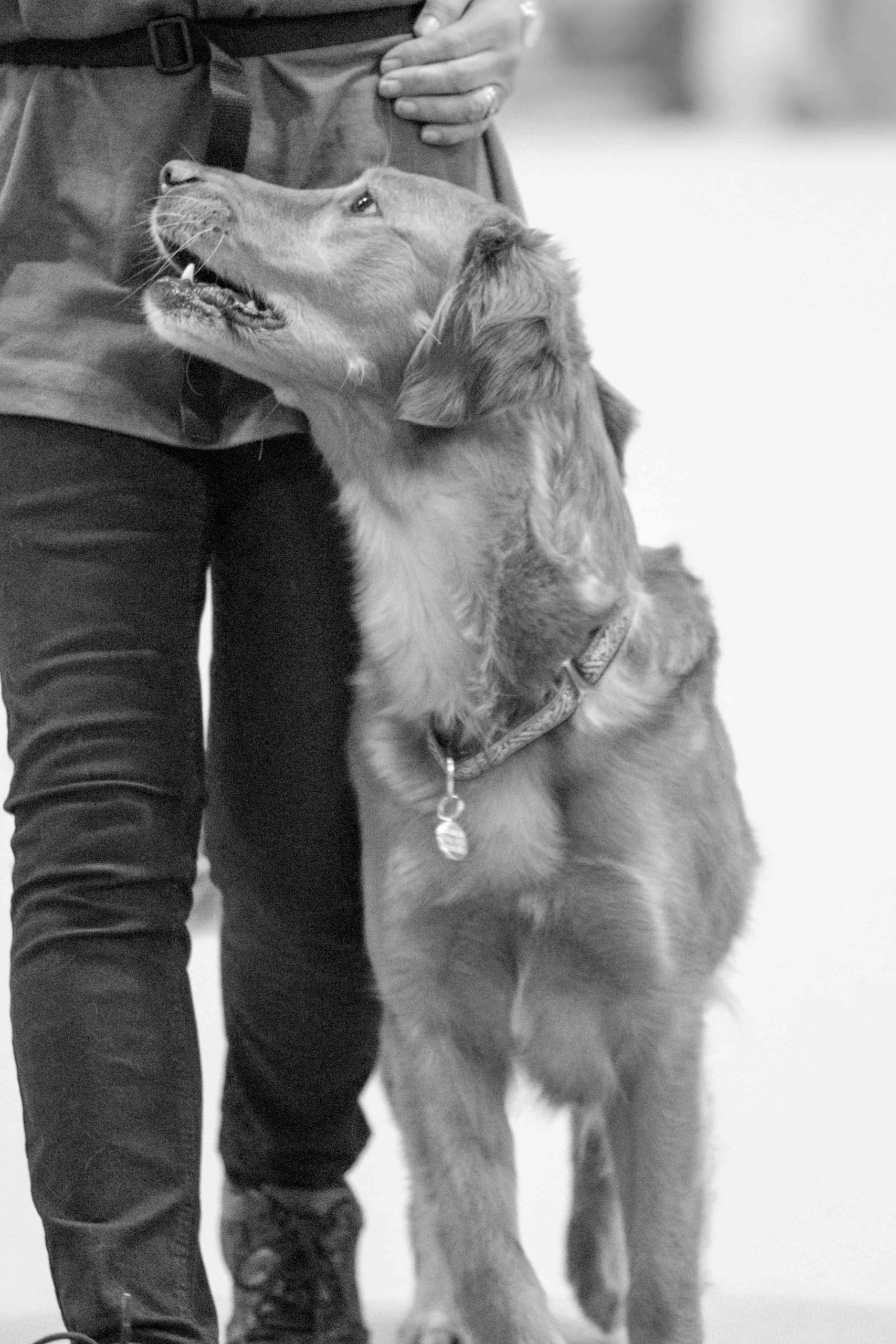 You are currently viewing Experts in dog training – they’re everywhere!